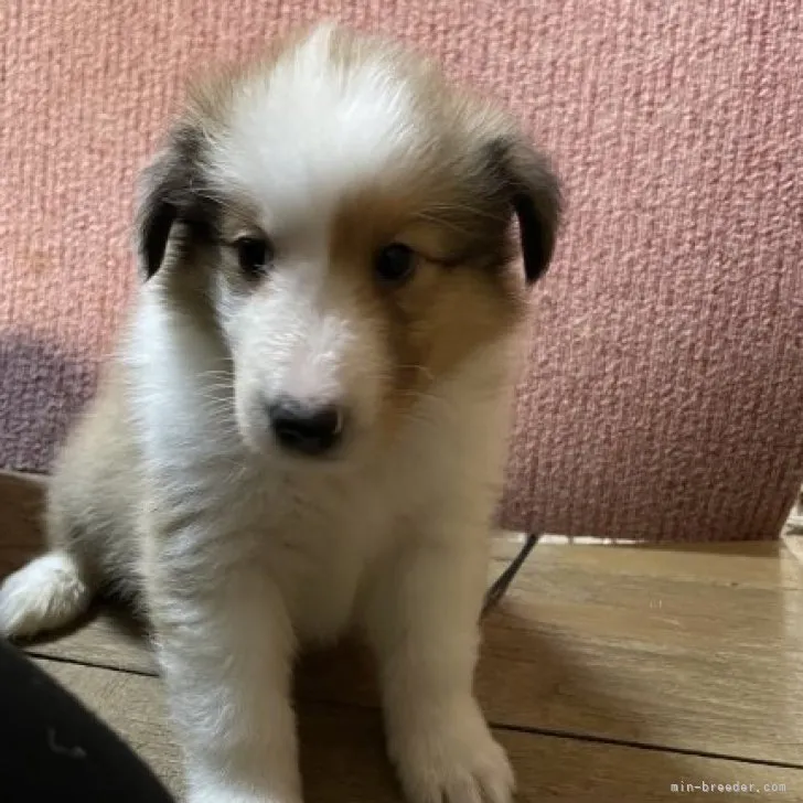 ID：2306-02729の子犬