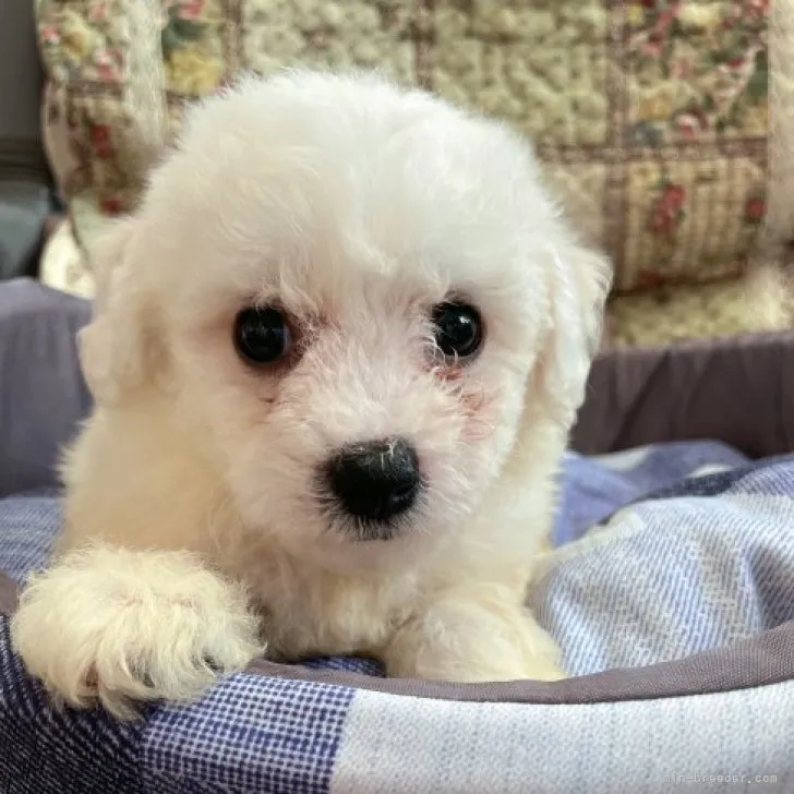 ID:2308-02184の子犬