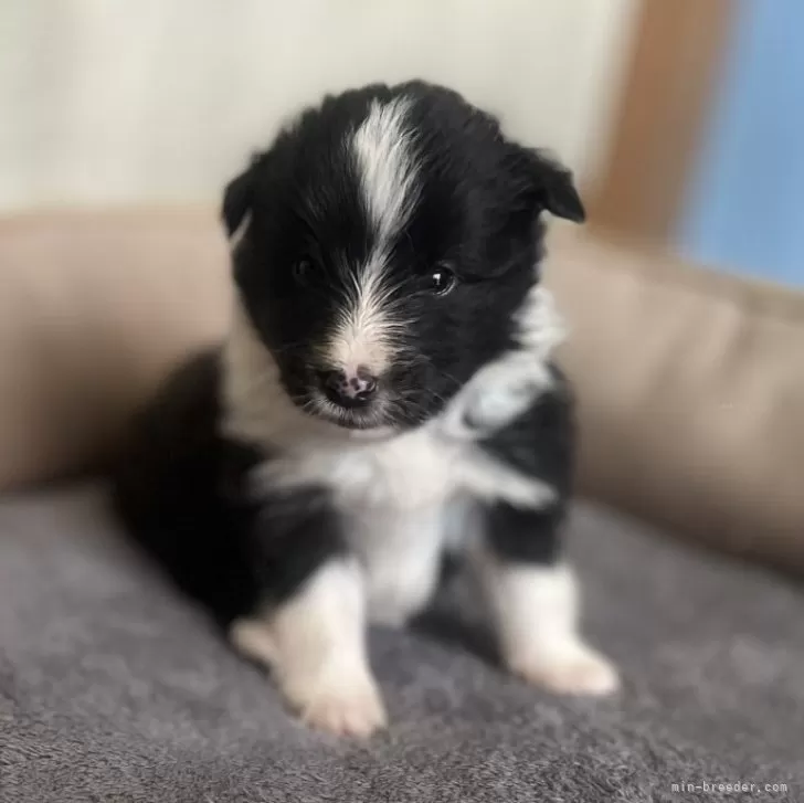 ID:2410-03158の子犬