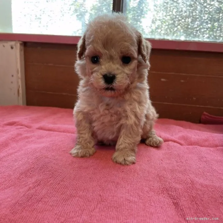 ID:2304-01679の子犬