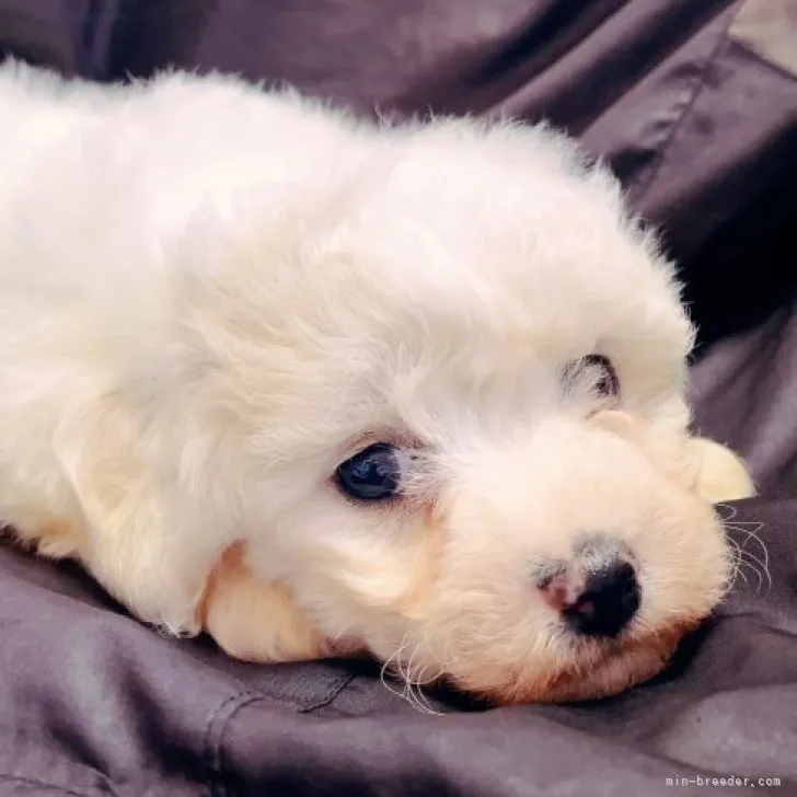 ID:2305-00760の子犬