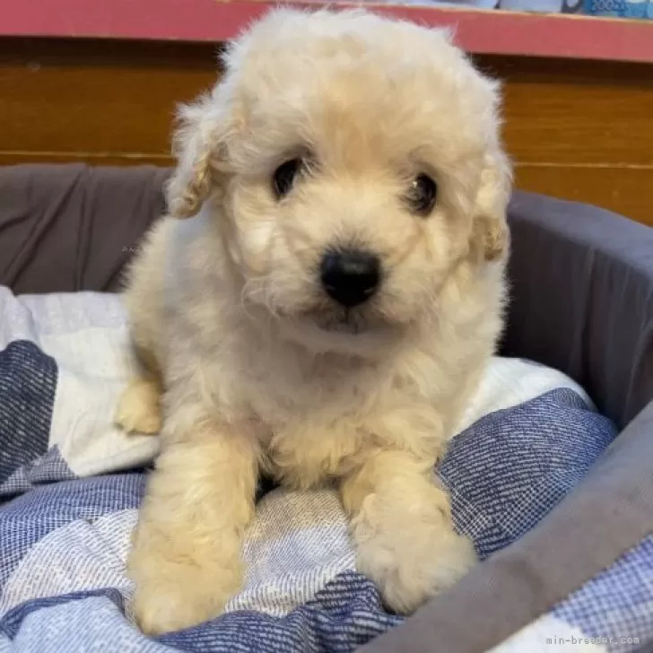ID:2312-03366の子犬