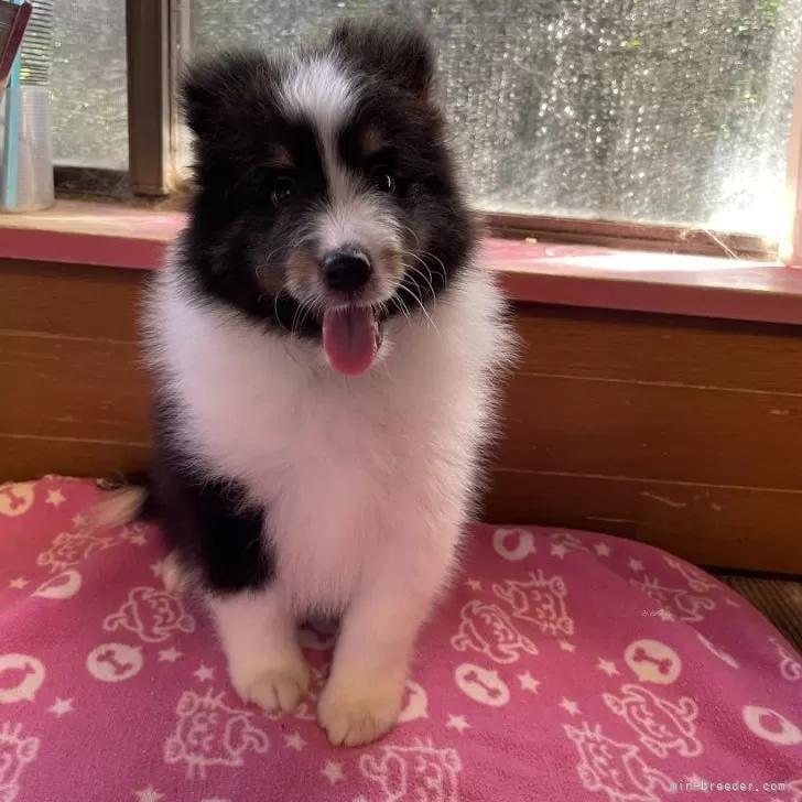 ID：2409-06907の子犬