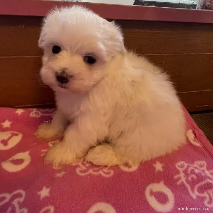 ID：2408-03712の子犬