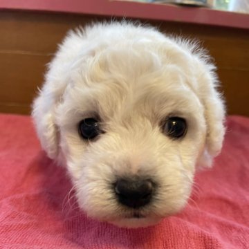 ビションフリーゼ【岐阜県・男の子・2024年4月19日・ホワイト】の写真「ふわふわ天使ちゃん♡」