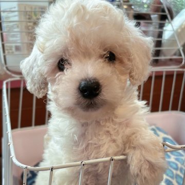 トイプードル(トイ)【岐阜県・男の子・2023年6月5日・ホワイト】の写真「寂しがり屋の甘えん坊♡」