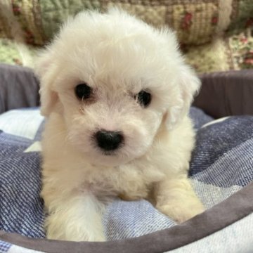 ビションフリーゼ【岐阜県・女の子・2023年6月21日・ホワイト】の写真「ふわふわ天使ちゃん♡」