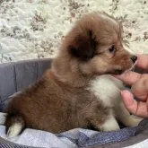 シェットランドシープドッグ【岐阜県・男の子・2023年6月22日・セーブル&ホワイト】の写真3