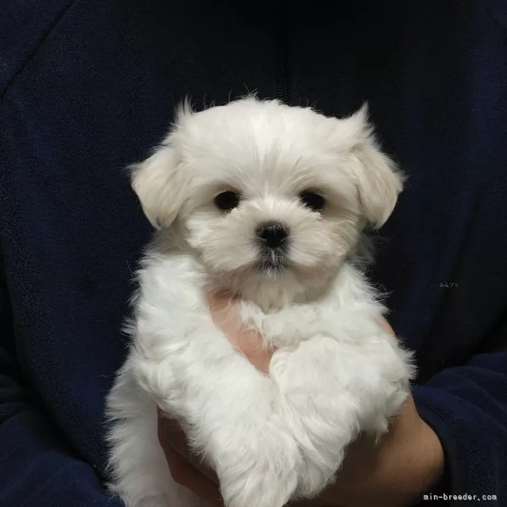 マルチーズ【東京都・男の子・2025年9月14日・ホワイト】の写真1