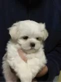 マルチーズ【東京都・男の子・2025年9月14日・ホワイト】の写真2