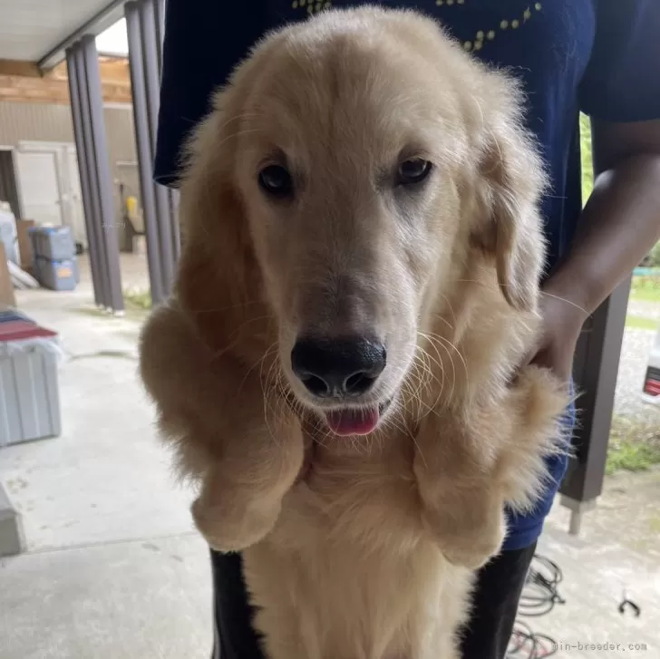 ID:2409-04332の子犬