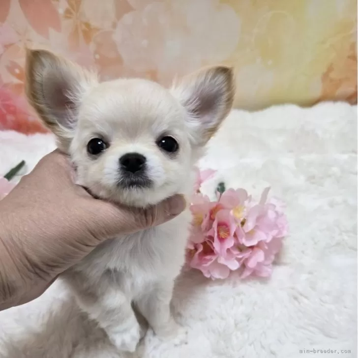 さ 様のお迎えした子犬