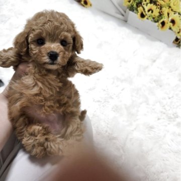 トイプードル(タイニー)【埼玉県・女の子・2025年5月22日・アブリコット】の写真「ドアーフ体型でコロコロしていて可愛い❤️」