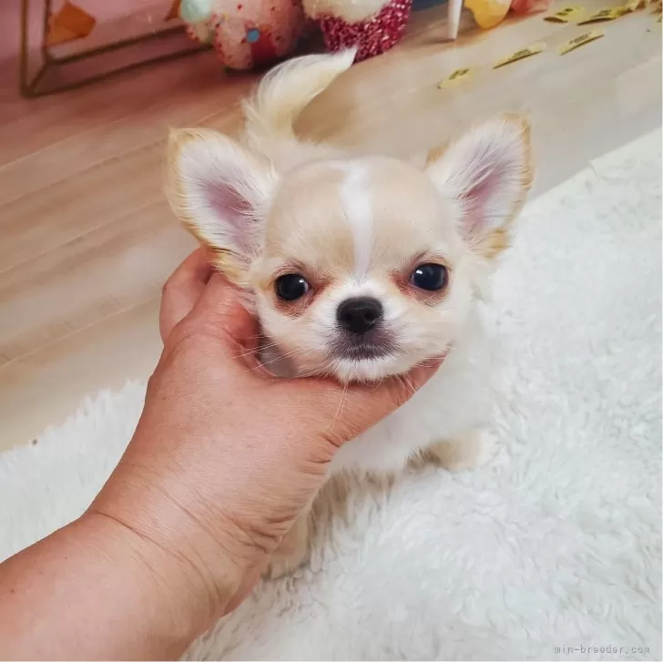 ID:2405-03056の子犬