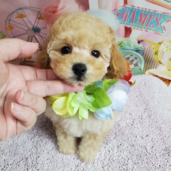 T.R 様のお迎えした子犬