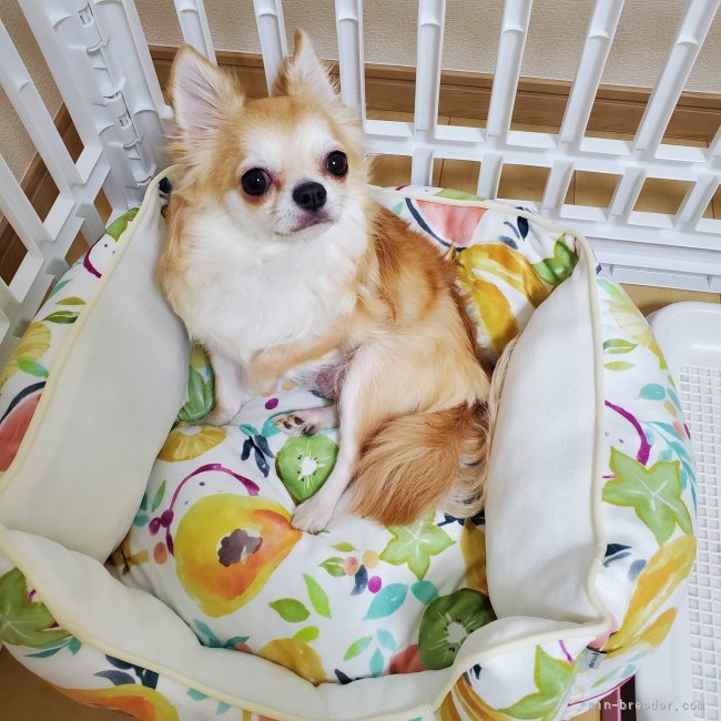 チワワ(ロング)【・女の子・2022年9月2日・フォーンホワイト】