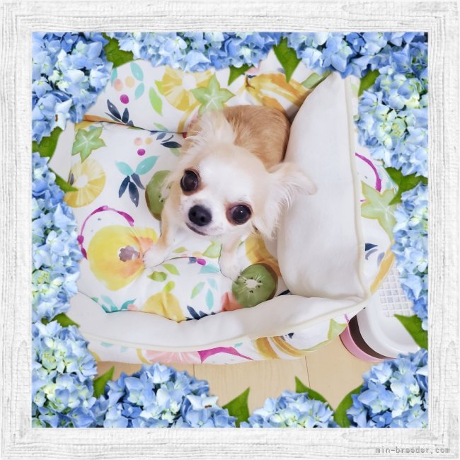 チワワ(ロング)【・女の子・2022年8月9日・フォーン&amp;ホワイト】