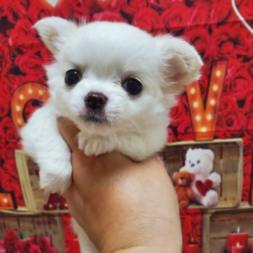 チワワ(ロング)【埼玉県・女の子・2023年7月10日・ホワイト】の写真「タレ目でお鼻低くて可愛い子❤」