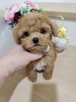 トイプードル(ティーカップ)【埼玉県・男の子・2021年7月13日・アプリコット】の写真「毎日可愛く進化中❤」