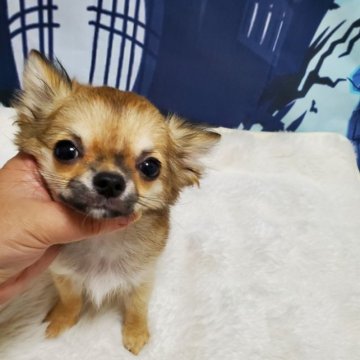 チワワ(ロング)【埼玉県・男の子・2023年7月10日・レッドセーブル】の写真「お目目パッチリ❤️成犬サイズ2キロ位予想✨」