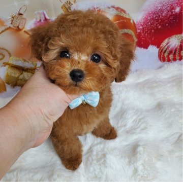 トイプードル(タイニー)【埼玉県・男の子・2023年11月9日・レッド】の写真「可愛いくまさん顔❤」