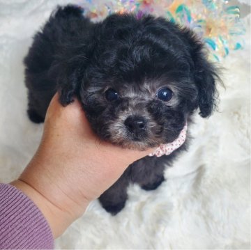 トイプードル(ティーカップ)【埼玉県・女の子・2023年11月9日・シルバー】の写真「スペシャルベビー✨特選ちゃん」