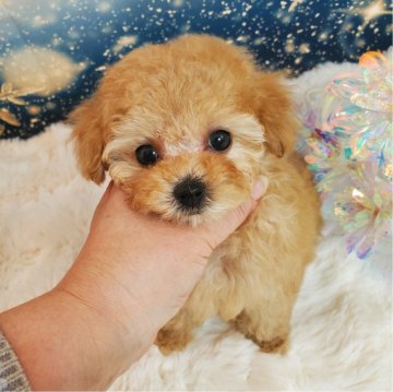 トイプードル(タイニー)【埼玉県・女の子・2023年11月9日・シャンパン】の写真「お目目が大きい美人さん❤」