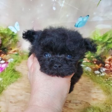 トイプードル(ティーカップ)【埼玉県・男の子・2023年1月20日・グレー】の写真「お鼻ペッタンコ　マイクロティーカップ✨お色グレー」