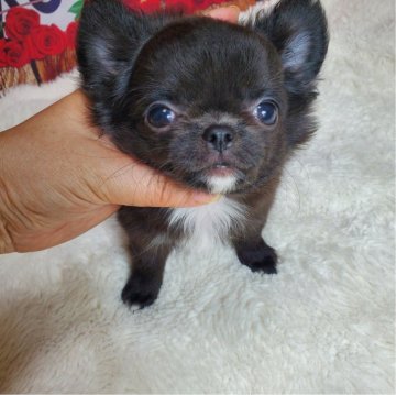 チワワ(ロング)【埼玉県・男の子・2024年3月30日・ブラック&ホワイト】の写真「ふわふわモコモコ❤おっとりさん❤」