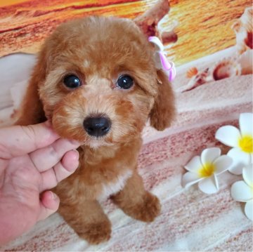 トイプードル(トイ)【埼玉県・女の子・2024年5月24日・レッド&ホワイト】の写真「お目目パッチリ✨女の子らしいお顔🌺」