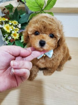 トイプードル(タイニー)【埼玉県・男の子・2021年7月13日・アプリコット】の写真「キラキラお目目の王子様☆」