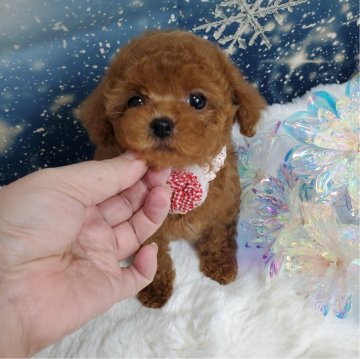 トイプードル(タイニー)【埼玉県・女の子・2023年11月9日・レッド】の写真「小さめタイニー💓」