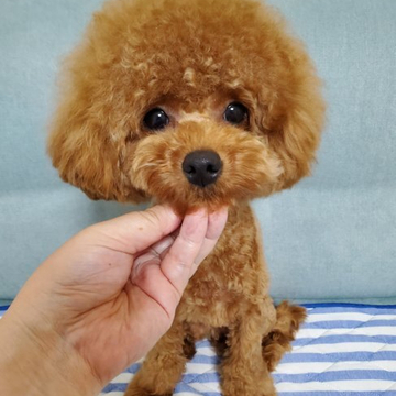 トイプードル(トイ)【埼玉県・女の子・2021年6月19日・レッド】の写真「人もワンコも大好き」