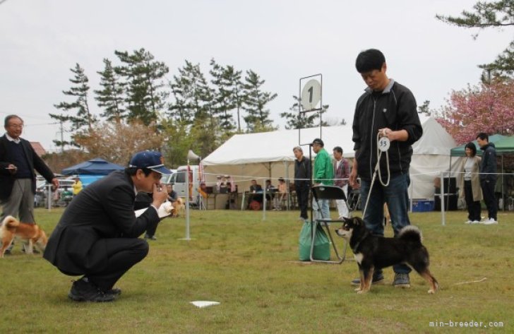 江崎　拡郎(えざき　ひろお)ブリーダー(三重県・柴犬など・JKC/日本犬保存会登録)の紹介写真1