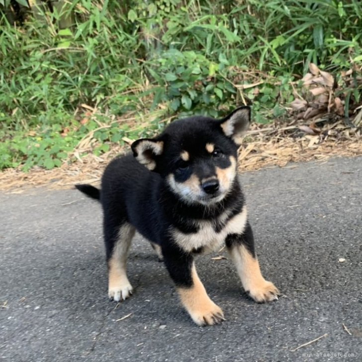 ブリーダー画像