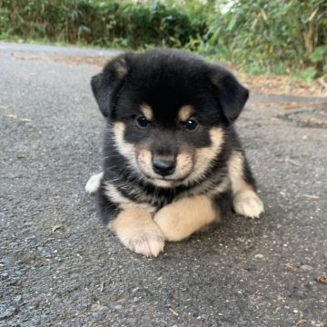 柴犬(標準サイズ)【三重県・男の子・2025年9月16日・黒】の写真「顔と仕草が可愛いです。！
母犬賞歴有り！」