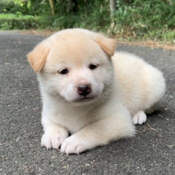 柴犬(標準サイズ)【三重県・男の子・2025年8月7日・淡赤(白)】の写真「コロコロモフモフの男の子です！」