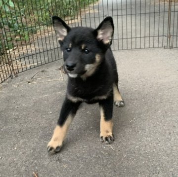 柴犬(標準サイズ)【三重県・女の子・2025年8月19日・黒】の写真「大人しい女の子です！
父犬遺伝性疾患クリア！」