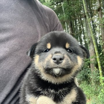 柴犬(標準サイズ)【三重県・女の子・2025年8月19日・黒】の写真「可愛いの女の子です！」