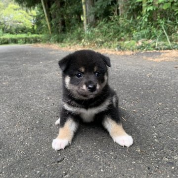 柴犬(標準サイズ)【三重県・女の子・2025年8月7日・黒】の写真「モフモフの少し小さめの女の子です。
可愛いです。」