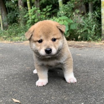 柴犬(標準サイズ)【三重県・男の子・2025年8月7日・赤】の写真「モフモフの男の子です。」