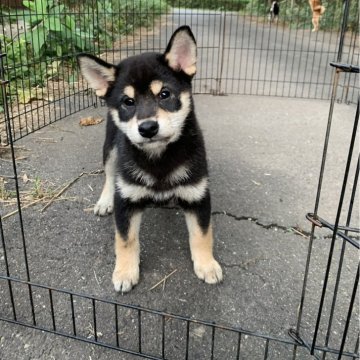 柴犬(標準サイズ)【三重県・男の子・2025年8月19日・黒】の写真「綺麗な配色の子です！
父犬遺伝性疾患クリア！」