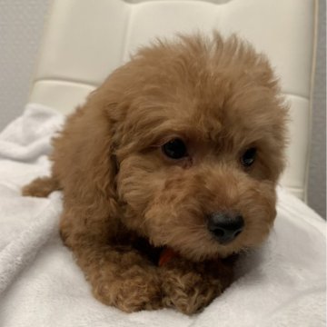 トイプードル(トイ)【三重県・男の子・2025年9月19日・レッドフォーン】の写真「可愛いです！
母犬遺伝子検査クリアです。」