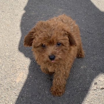 トイプードル(タイニー)【三重県・女の子・2024年10月3日・レッドフォーン】の写真「お目々クリクリで可愛いです！
お迎え可能です。」