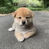 柴犬(標準サイズ)