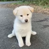 柴犬(標準サイズ)