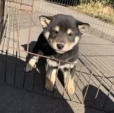 柴犬(標準サイズ)【三重県・男の子・2024年11月25日・黒】の写真1