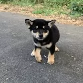 柴犬(標準サイズ)