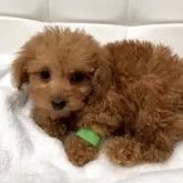 タイニープードル