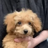 タイニープードル